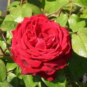 Loving Memory Rose (Rosa Loving Memory) 1
